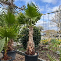 Washingtonia robusta, Stamm, Topf 65 Liter, Höhe ca. 180-200 cm