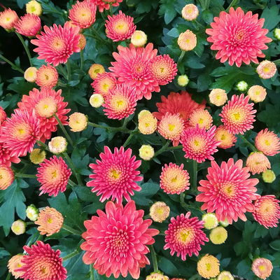 Chrysanthemen, gelb-bronze-rot, Topf-Ø 19 cm, 3 Pflanzen Chrysanthemen, gelb-bronze-rot, Topf-Ø 19 cm, 3 Pflanzen