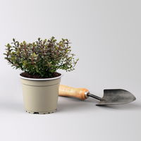 Grabbepflanzung Frühling grün-weiß, 12 Pflanzen