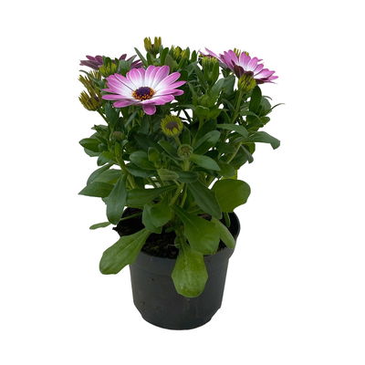 Kapkörbchen rosa, Topf-Ø 12 cm, 6er-Set