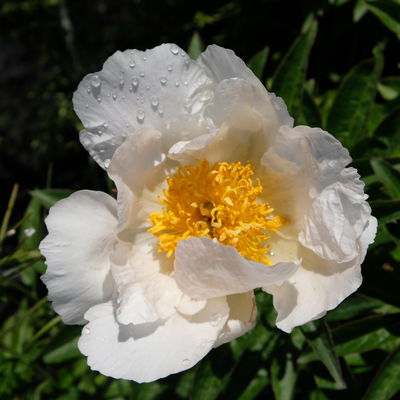 Kölles Beste Edel-Pfingstrose, Paeonia 'Krinkled White', weiß, Topf 19 cm