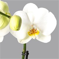 Schmetterlingsorchidee 'Spirit' weiß, 2 Rispen, Topf-Ø 12 cm, Höhe ca. 45 cm