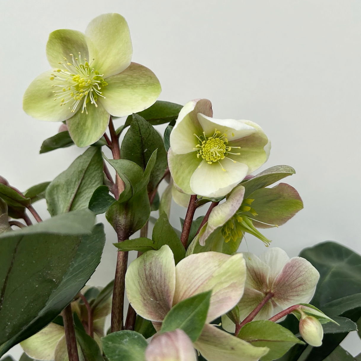 Lenzrose 'ViV® Valeria', cremeweiß, Topf-Ø 15 cm, 2 Pflanzen Lenzrose 'ViV® Valeria', cremeweiß, Topf-Ø 15 cm, 2 Pflanzen