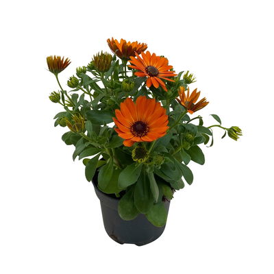 Kapkörbchen orange, Topf-Ø 12 cm, 6er-Set