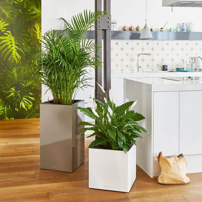 Lechuza 'Canto Premium 40 low', anthrazit, ca. 40 x 40 x H 40 cm