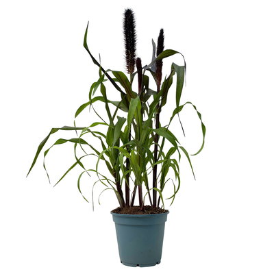 Pennisetum glaucum 'Purple Baron', lila, Topf 17 cm Ø, Höhe ca. 70 cm