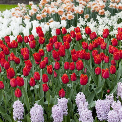 Tulpe rot, vorgetrieben, Topf-Ø 10 cm , 6 Pflanzen Tulpe rot, vorgetrieben, Topf-Ø 10 cm , 6 Pflanzen