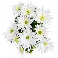 Chrysanthemen 'Sensation' weiß gefranst, Topf-Ø 14 cm, 4er-Set