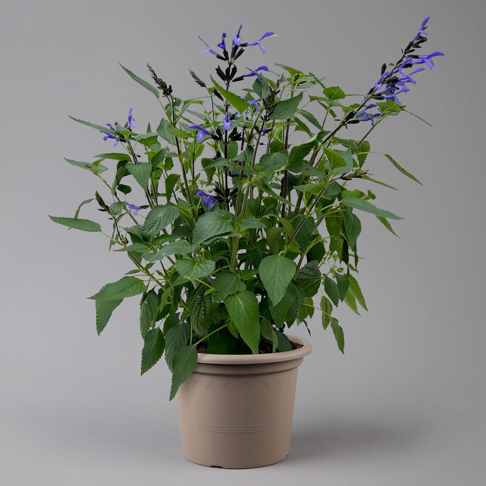 Pfirsichsalbei, blau, Topf-Ø 21 cm, Höhe ca. 40 cm