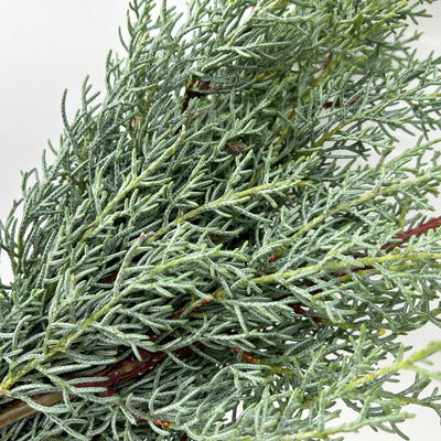 Arizonica-Zypresse 'Glauca' im Handbund, 3 Bund