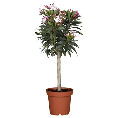 Oleander, Farbe zufällig, Stamm, Topf-Ø 18 cm, Höhe ca. 50