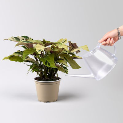 Calathea 'Fusion Yellow', Topf-Ø 14 cm, Höhe ca. 30 cm Calathea 'Fusion Yellow', Topf-Ø 14 cm, Höhe ca. 30 cm