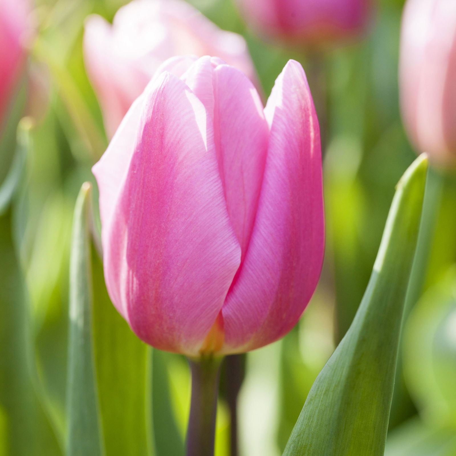 Tulpe rosa, vorgetrieben, Topf-Ø 15 cm, 3 Pflanzen