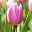 Tulpe rosa, vorgetrieben, Topf-Ø 15 cm, 3er-Set