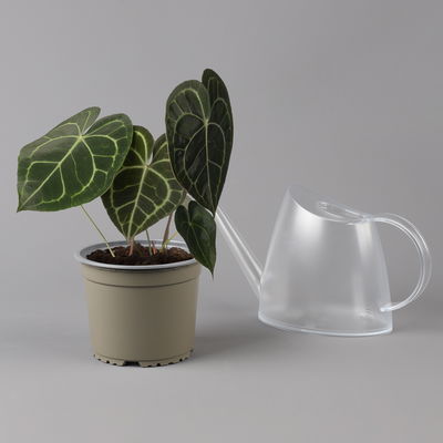 Anthurium clarinervium, Topf-Ø 15 cm, Höhe ca. 40 cm Anthurium clarinervium, Topf-Ø 15 cm, Höhe ca. 40 cm