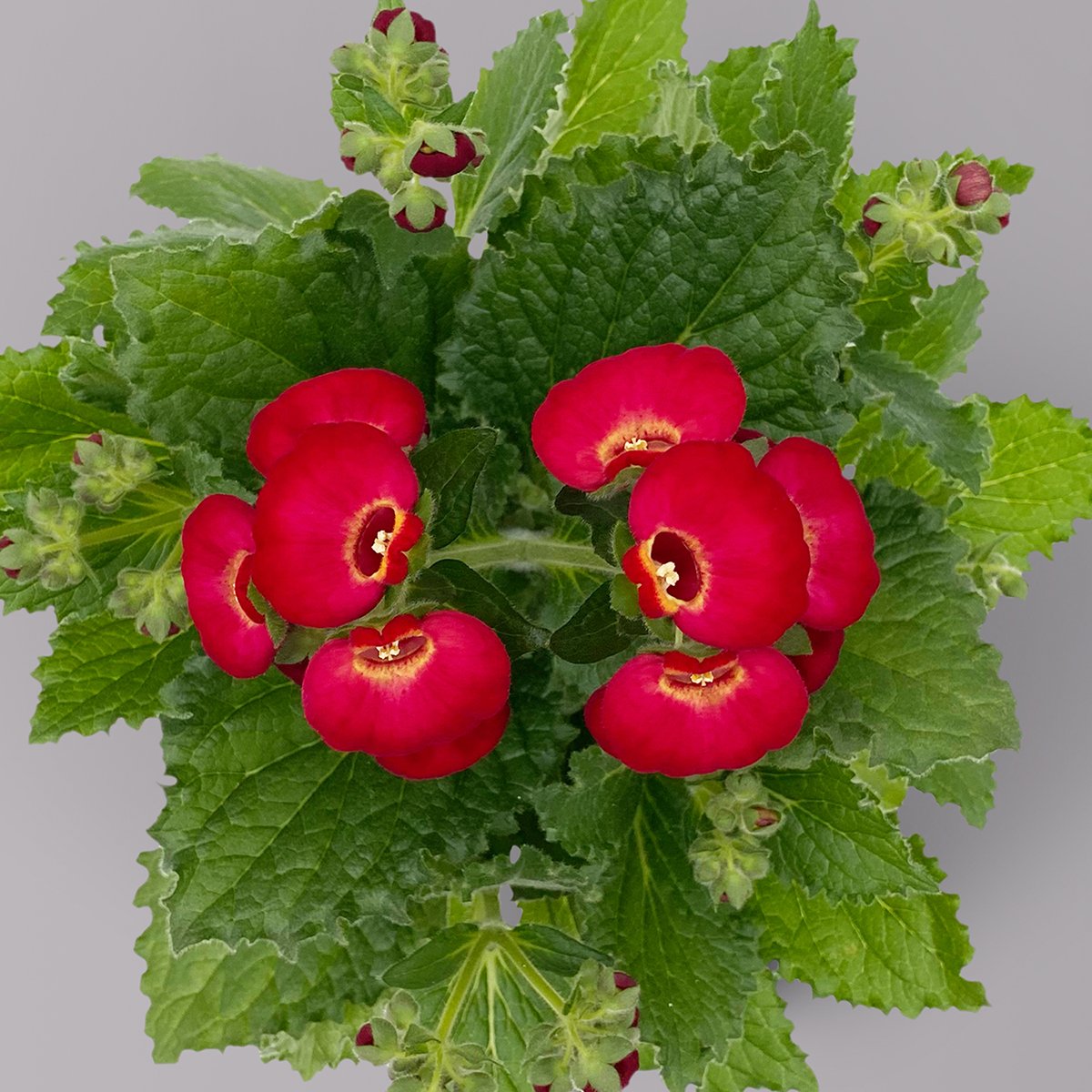 Pantoffelblume rot, Topf-Ø 15 cm, 3er-Set