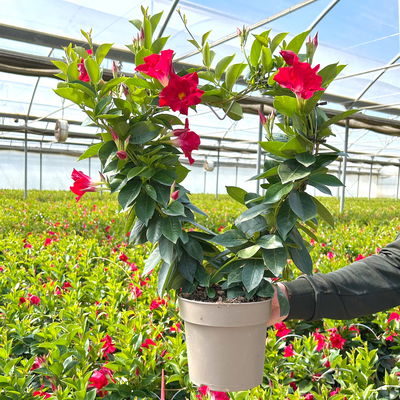 Dipladenie, rot, Herzform, Topf-Ø 17 cm, Höhe ca. 55 cm