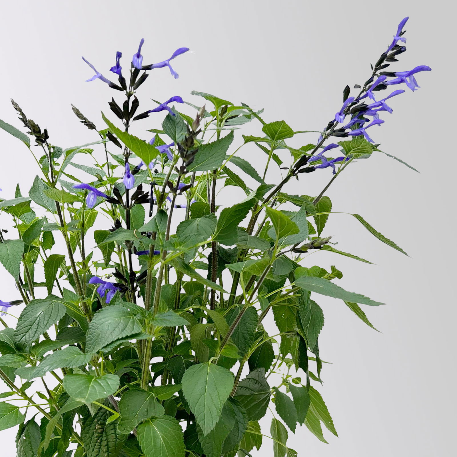 Pfirsichsalbei, blau, Topf-Ø 21 cm, Höhe ca. 40 cm