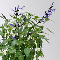 Pfirsichsalbei, blau, Topf-Ø 21 cm, Höhe ca. 40 cm
