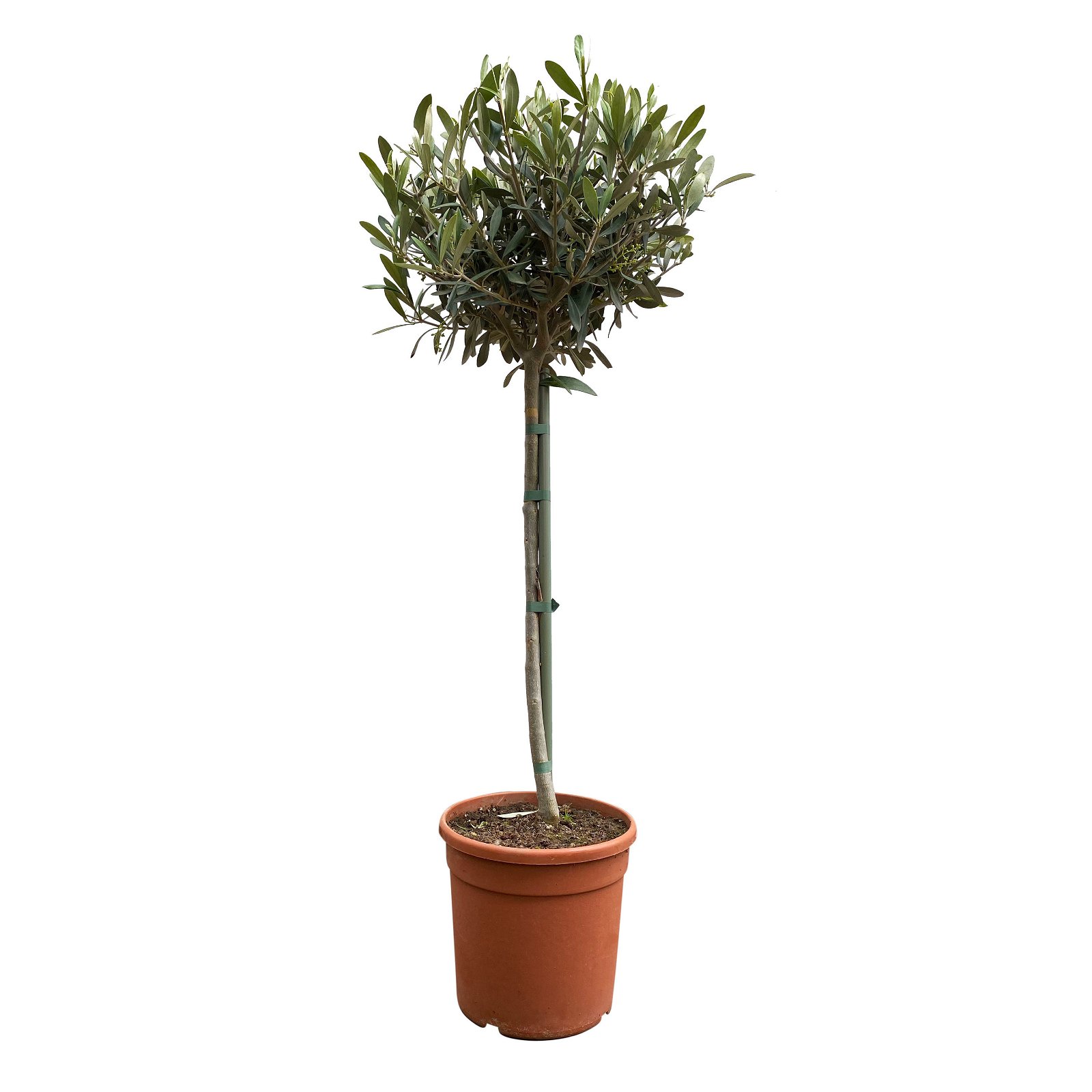 Olivenbaum, Stämmchen, Topf-Ø 19 cm, Höhe ca. 90 cm