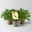 Duftgeranie 'Freshfruity® Mosquito Fighter', Topf-Ø 12 cm, 3 Pflanzen