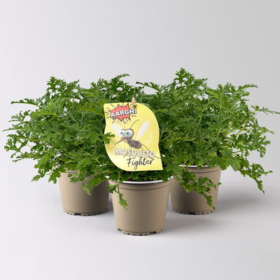 Duftgeranie 'Freshfruity® Mosquito Fighter', Topf-Ø 12 cm, 3 Pflanzen