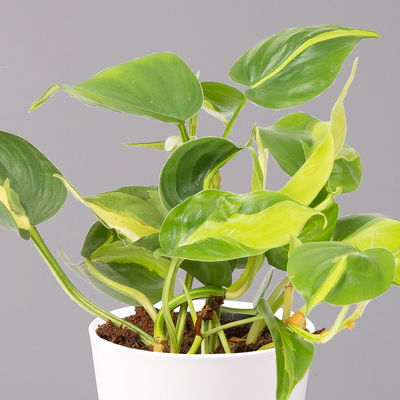 Philodendron 'Brasil' in Keramiktopf Dallas weiß, Topf-Ø 12 cm, 3er-Set Philodendron 'Brasil' in Keramiktopf Dallas weiß, Topf-Ø 12 cm, 3er-Set