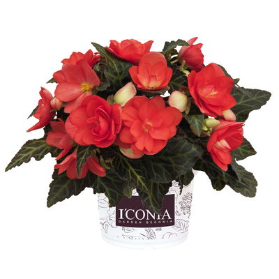 Begonie aufrecht, Farbe zufällig, Topf-Ø 13 cm, 6 Pflanzen