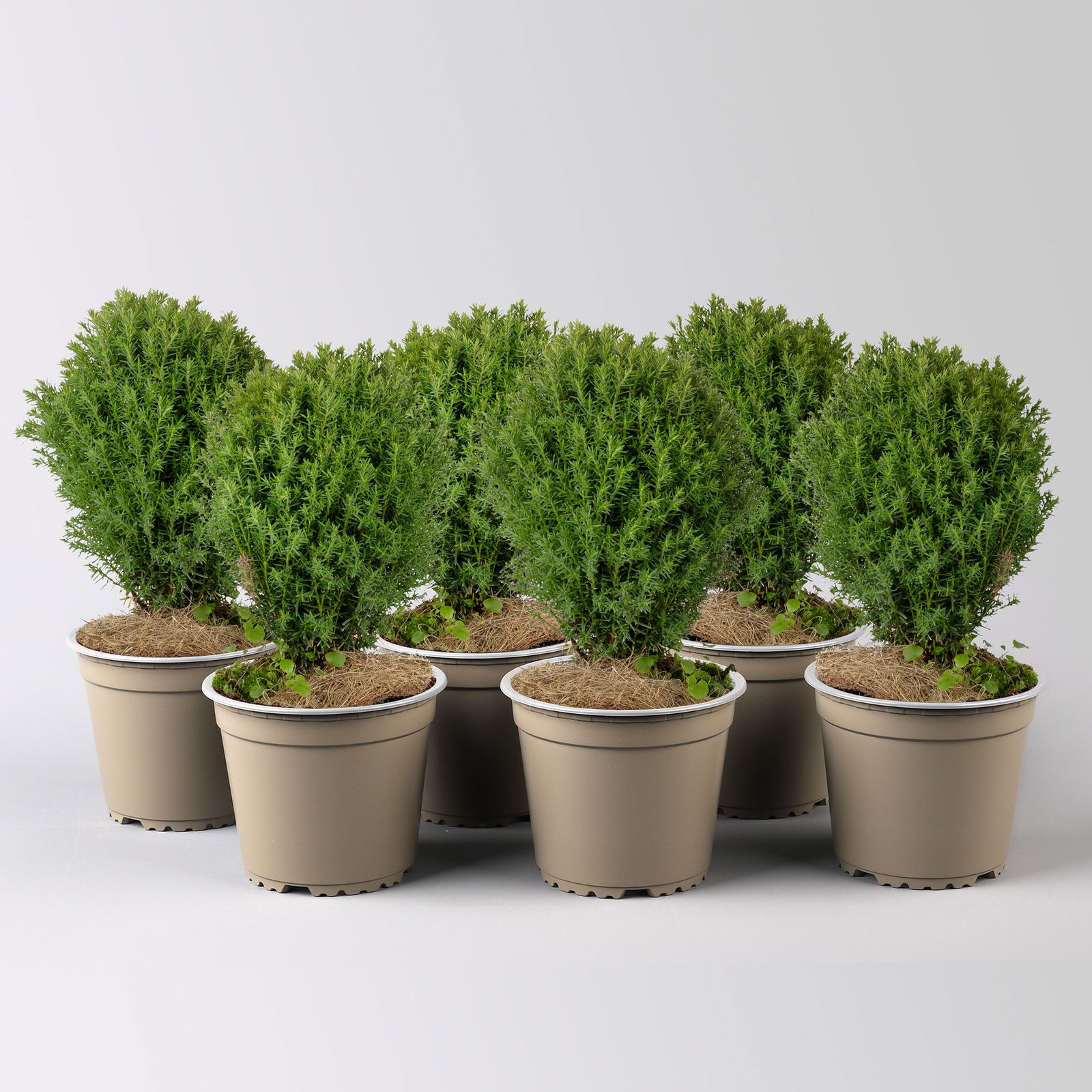 Kuschel-Lebensbaum 'Teddy', Topf-Ø 13 cm, 6 Pflanzen Kuschel-Lebensbaum 'Teddy', Topf-Ø 13 cm, 6 Pflanzen