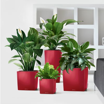 Lechuza 'Cube 40', scarlet-rot, ca. 39 x 39 x H 40 cm