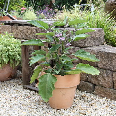 Blu Bio Aubergine 'Aubergine Super Mini F1',  Topf-Ø 12 cm, 6er-Set