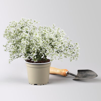 Grabbepflanzung Sommer weiß-rosa, 12 Pflanzen