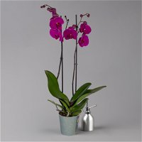 Phalaenopsis lila, 2 Rispen, Topf-Ø 12 cm, Höhe ca. 60 cm