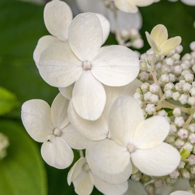 Tellerhortensie 'Lanarth White'®, Höhe 30-40 cm, Topf 5 Liter, 3er-Set Tellerhortensie 'Lanarth White'®, Höhe 30-40 cm, Topf 5 Liter, 3er-Set