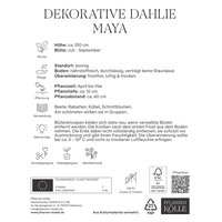 Kölles Beste Dekorative Dahlie Maya apricot, 1 Blumenknolle