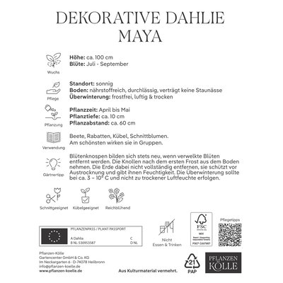 Kölles Beste Dekorative Dahlie Maya apricot, 1 Blumenknolle