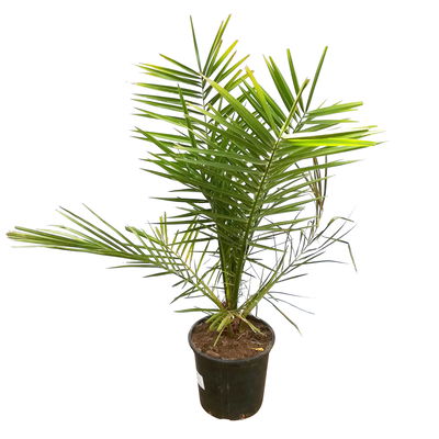 Dattelpalme, Topf-Ø 18 cm, Höhe ca. 70 cm Dattelpalme, Topf-Ø 18 cm, Höhe ca. 70 cm