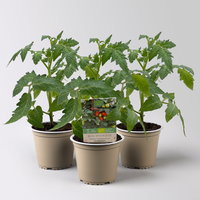 Bio Buschtomate 'Summerlast', Topf-Ø 12 cm, 3 Pflanzen