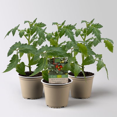 Bio Buschtomate 'Summerlast', Topf-Ø 12 cm, 3 Pflanzen