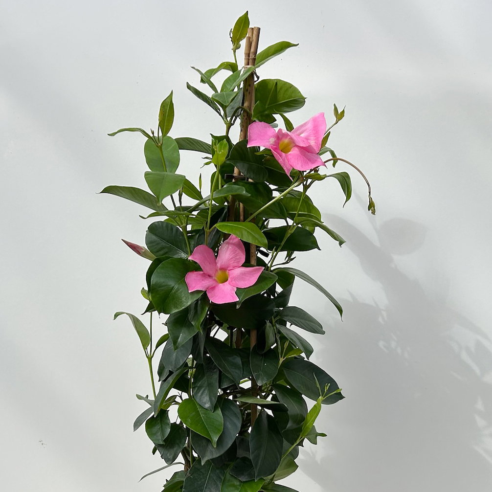 Dipladenie, rosa, Pyramide, Topf-Ø 17 cm, Höhe ca. 70 cm