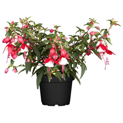 Fuchsien hängend, rot-weiß, Topf-Ø 12 cm, 6er-Set Fuchsien hängend, rot-weiß, Topf-Ø 12 cm, 6er-Set