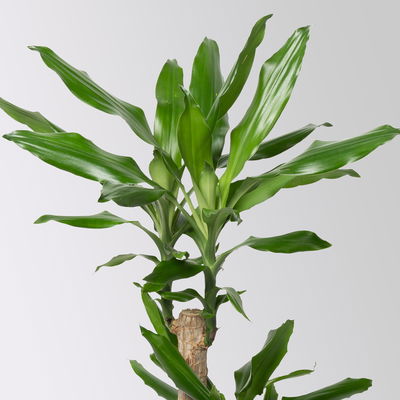 Duftender Drachenbaum 'Steudneri' in Keramiktopf Dallas weiß, Topf-Ø 17 cm Duftender Drachenbaum 'Steudneri' in Keramiktopf Dallas weiß, Topf-Ø 17 cm