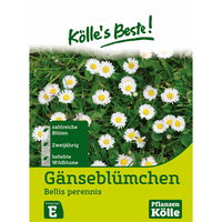 Kölle's Beste Blumensamen Gänseblümchen (Bellis)