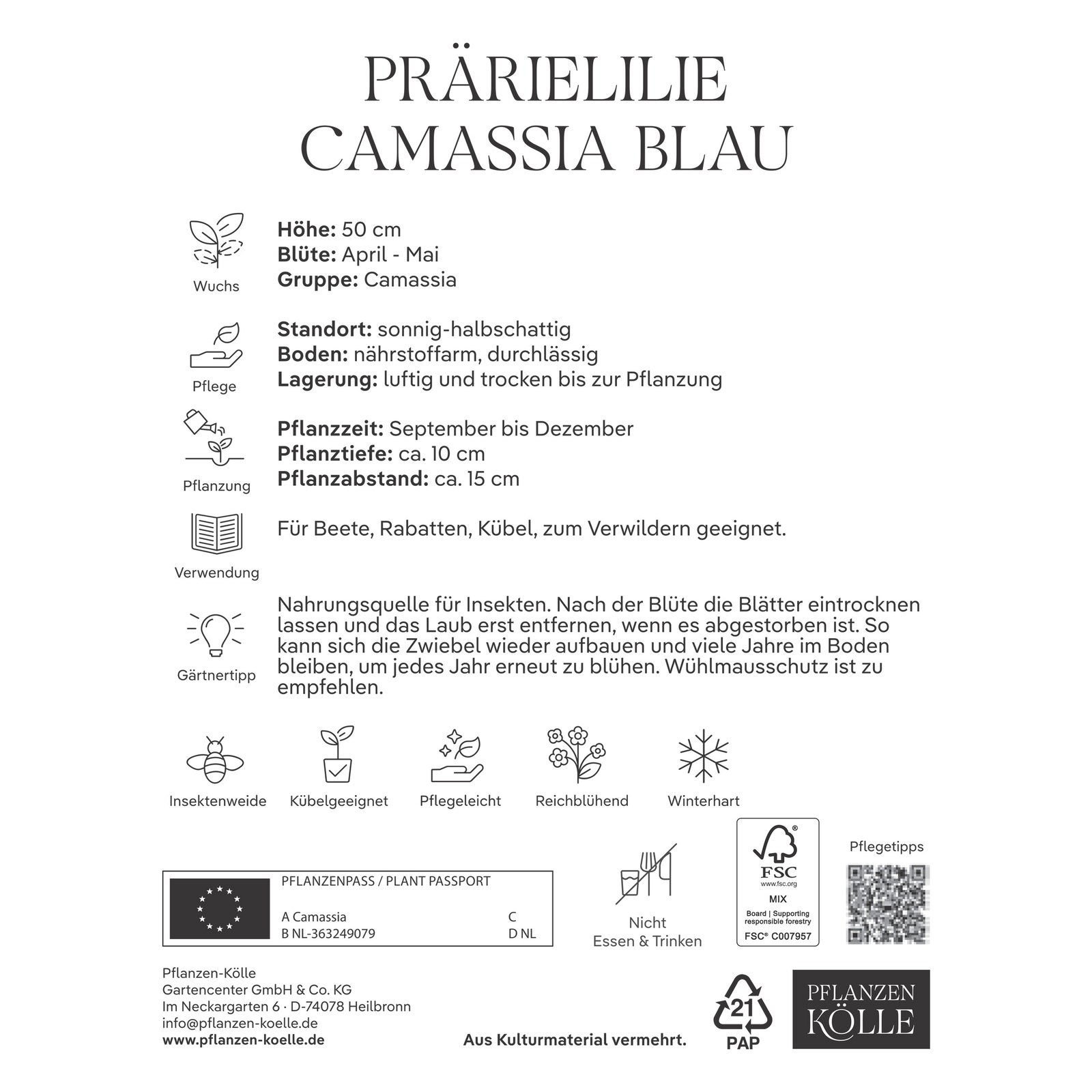 Camassia Leichtlinii (Blaue Prärielilie) blau, 3 Blumenzwiebeln Camassia Leichtlinii (Blaue Prärielilie) blau, 3 Blumenzwiebeln