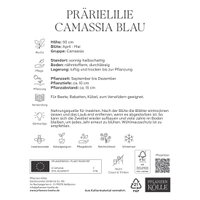 Camassia Leichtlinii (Blaue Prärielilie) blau, 3 Blumenzwiebeln Camassia Leichtlinii (Blaue Prärielilie) blau, 3 Blumenzwiebeln