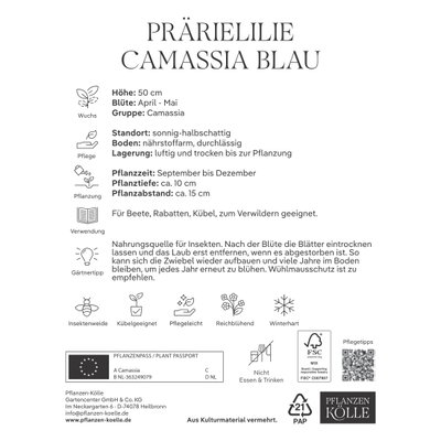 Camassia Leichtlinii (Blaue Prärielilie) blau, 3 Blumenzwiebeln Camassia Leichtlinii (Blaue Prärielilie) blau, 3 Blumenzwiebeln