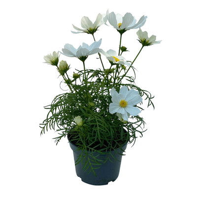 Cosmea, Farben zufällig, Topf-Ø 12 cm, Höhe ca. 25 cm, 6 Pflanzen