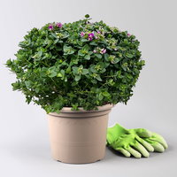 Kreuzblume 'Bibi Pink', rosa-violett, Topf-Ø 24 cm