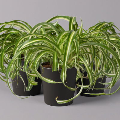 Grünlilie 'Bonnie' mit Keramiktopf Dallas anthrazit, Topf-Ø 12 cm, 3er-Set Grünlilie 'Bonnie' mit Keramiktopf Dallas anthrazit, Topf-Ø 12 cm, 3er-Set