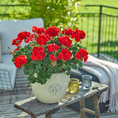 Geranie, rot, stehend, Topf-Ø 13 cm, 6 Pflanzen